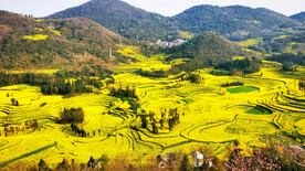 罗平油菜花景区
