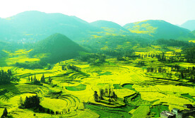 罗平油菜花景区