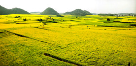罗平油菜花景区