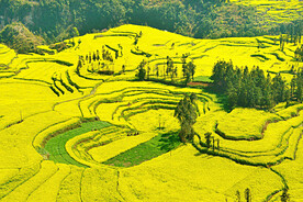 罗平油菜花景区