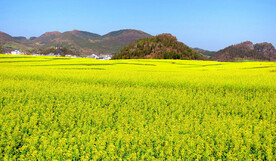 罗平油菜花景区