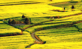 罗平油菜花景区