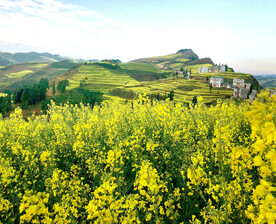 罗平油菜花景区