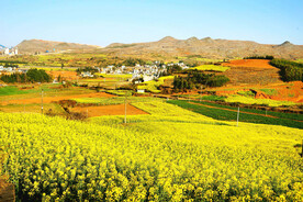 罗平油菜花景区