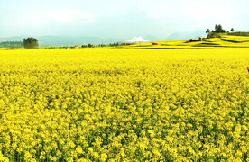 罗平油菜花景区