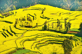 罗平油菜花景区