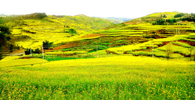 罗平油菜花景区