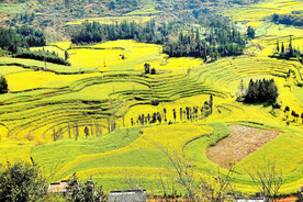 罗平油菜花景区