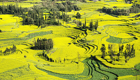 罗平油菜花景区