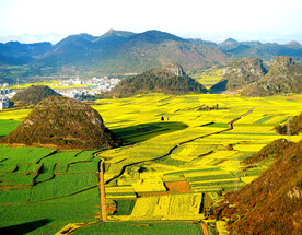 罗平油菜花景区