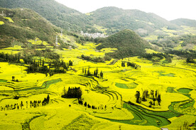 罗平油菜花景区