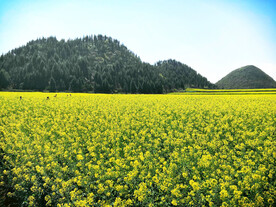 罗平油菜花景区