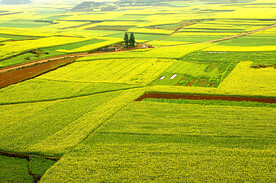 罗平油菜花景区