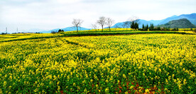 罗平油菜花景区