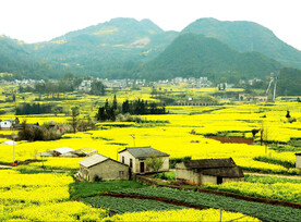 罗平油菜花景区
