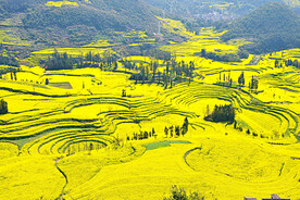 罗平油菜花景区