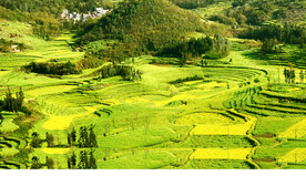罗平油菜花景区