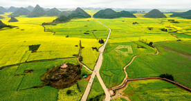 罗平油菜花景区