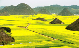 罗平油菜花景区