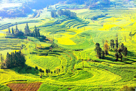 罗平油菜花景区