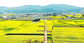 罗平油菜花景区