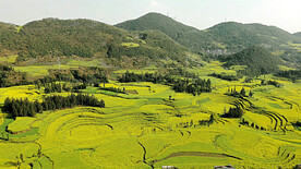 罗平油菜花景区