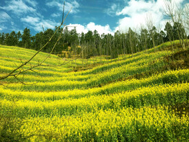 罗平油菜花景区