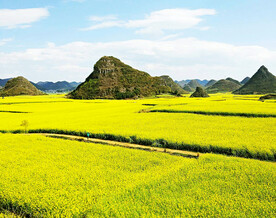 罗平油菜花景区