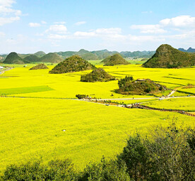 罗平油菜花景区