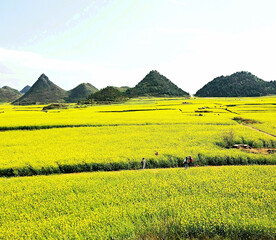 罗平油菜花景区