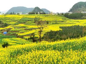 罗平油菜花景区