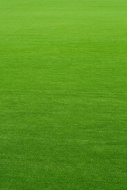 绿茵草坪背景