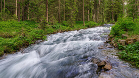 树林中激流而下的溪水摄影