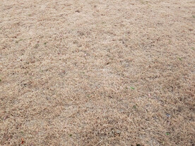 秋天枯草草地背景