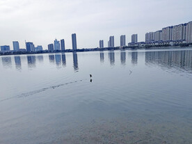 水中飞鸟河边建筑群