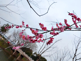 一枝盛开的红梅