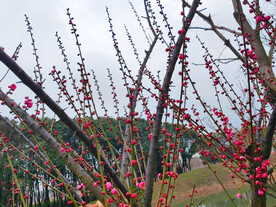 红梅花蕾