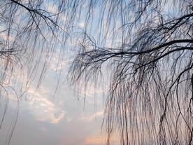 柳枝剪影