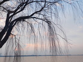 湖边柳树剪影
