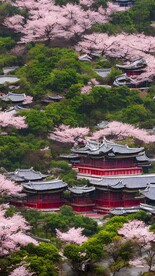 樱花风景