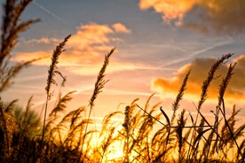 午后黄昏芦苇唯美意境图片 一键