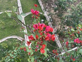 盛开的红叶子花