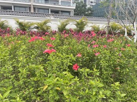 观赏性植物之朱瑾花