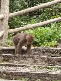 峨眉山猴子