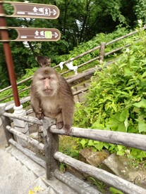 峨眉山猴子