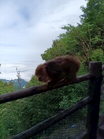 峨眉山猴子