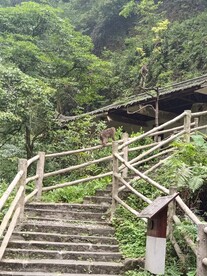 峨眉山猴子