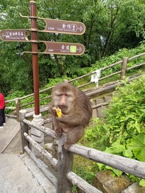 峨眉山猴子