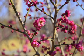 春暖红梅花开 