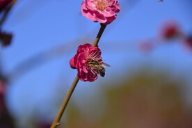 春暖红梅花开蜜蜂